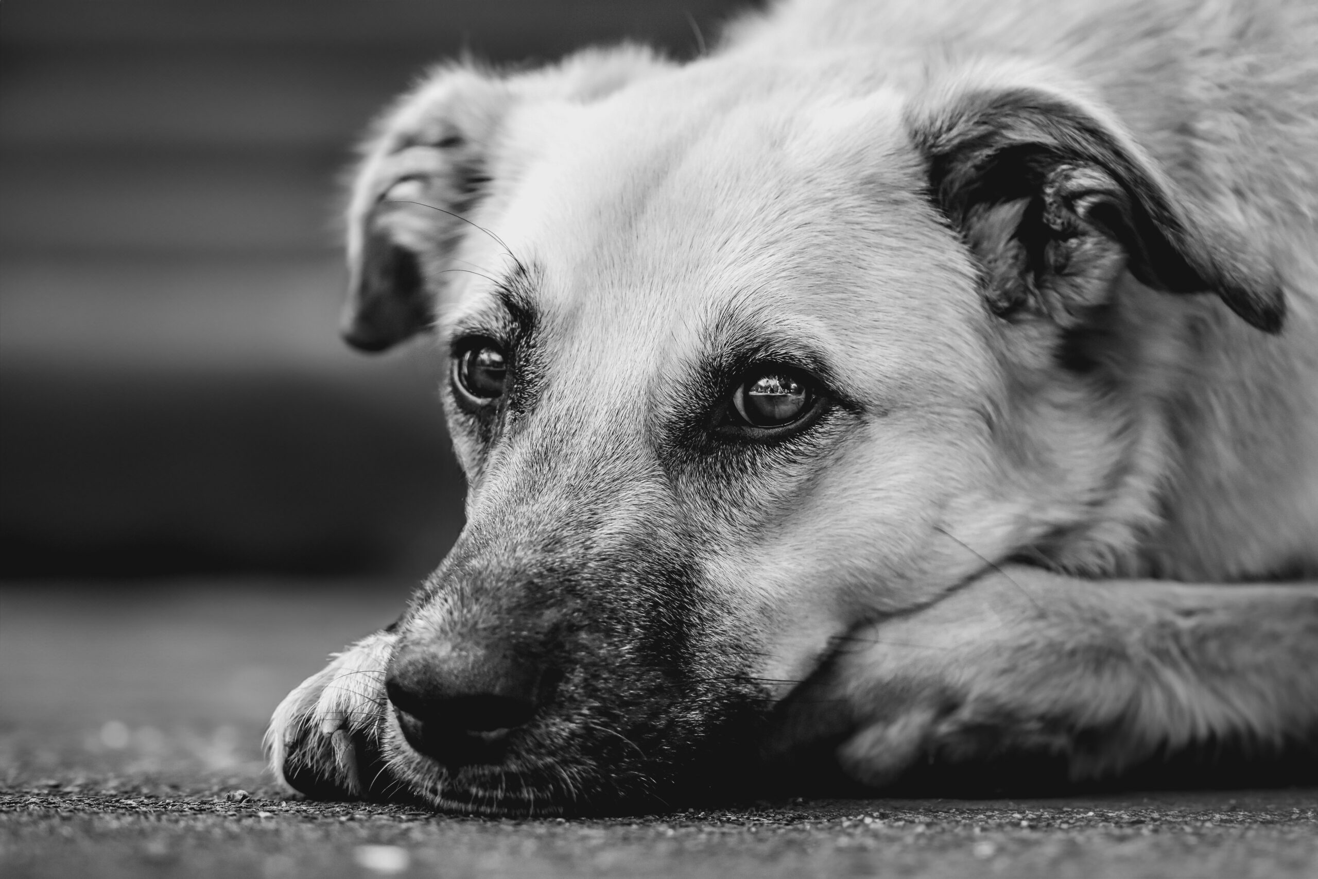 Senior dog resting quietly, representing stress and calming support for older dogs