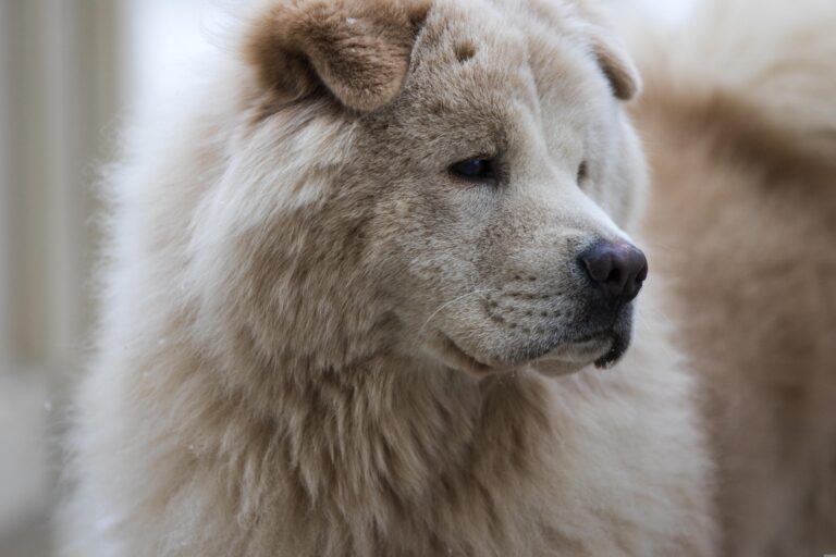 Close-up portrait of a fluffy Chow Chow dog with a calm and gentle expression.