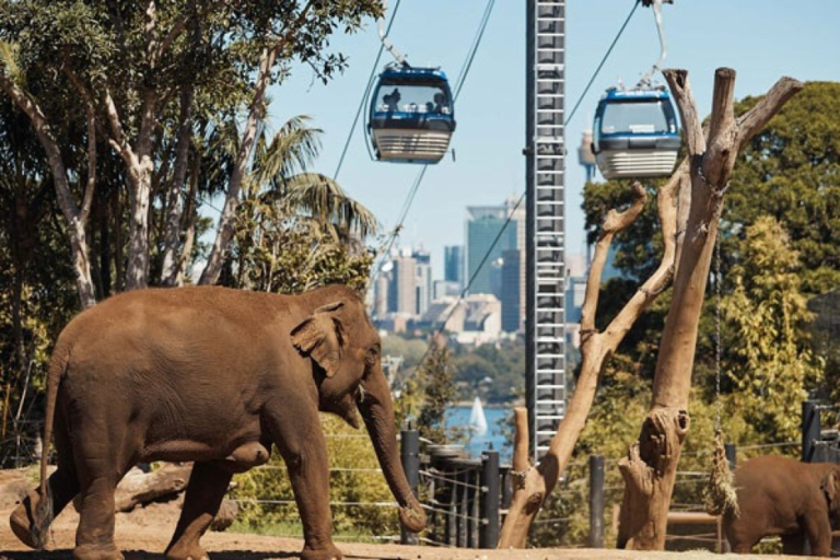 Elephants at Taronga Zoo with cable cars and the Sydney skyline behind them